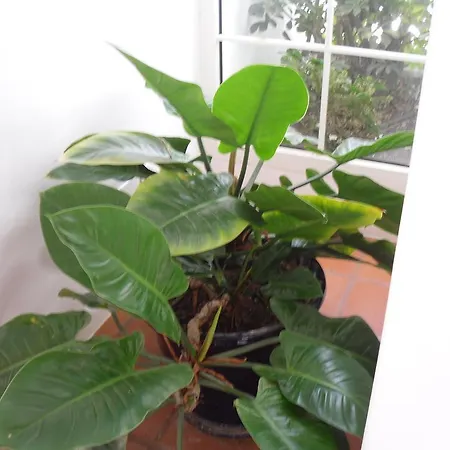 Casa Chela & Hijos Nyaraló *
